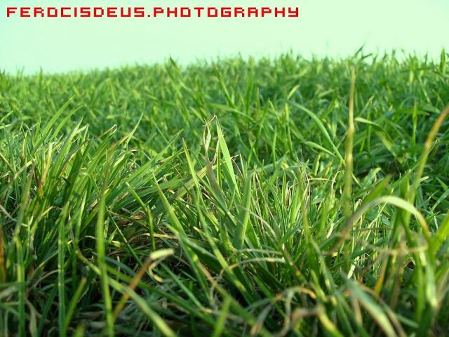 Wpis ferocisdeus
