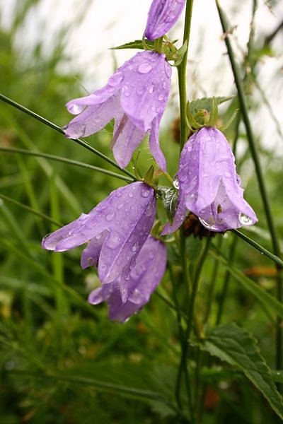 Wpis cathrineus5