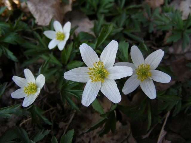 Zawilce - lene pikno