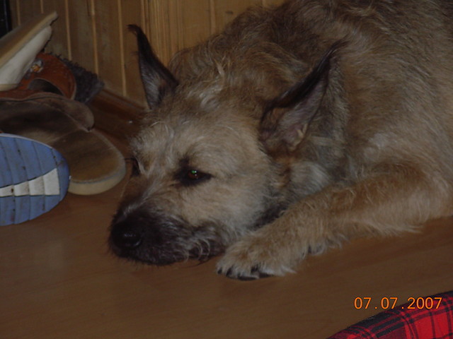Wpis kotus97