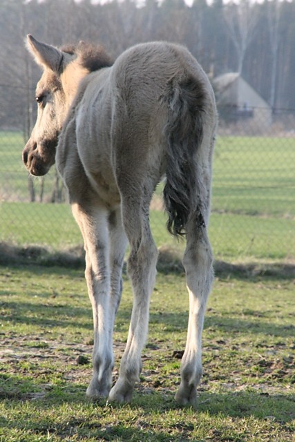Konikowo