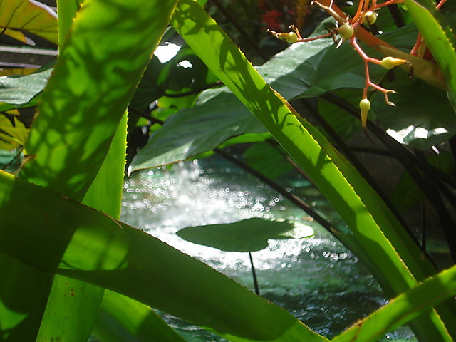 Wpis dancingwater
