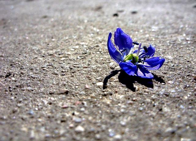 Flower.