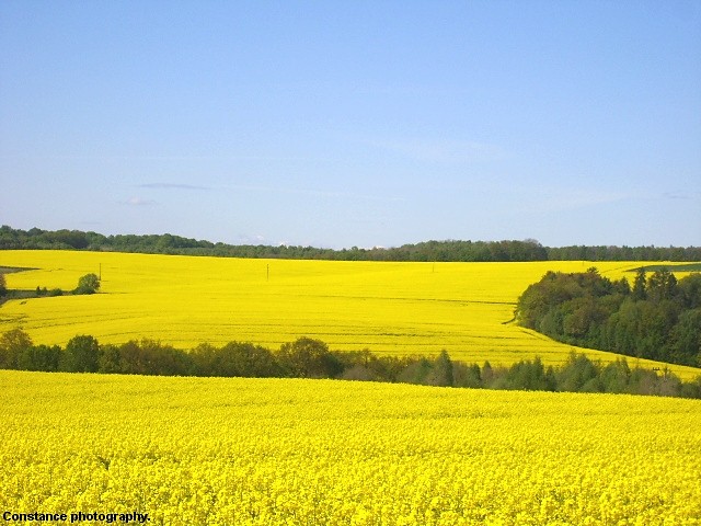 009. yellow.!