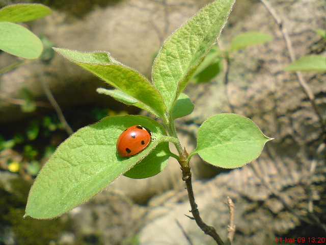 Wpis piotrasz