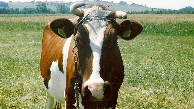 Moja krowa