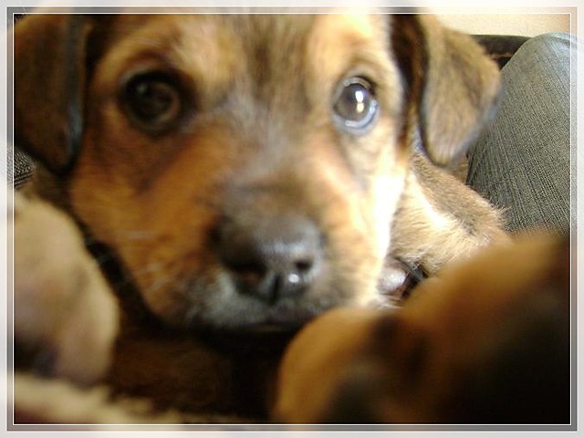 Cezarek:*