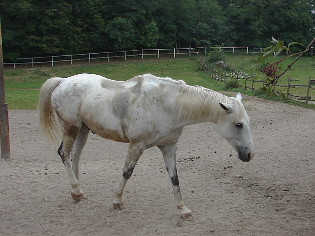 Hektor  :-*