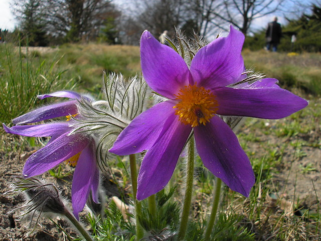 fotografia botaniczna 2