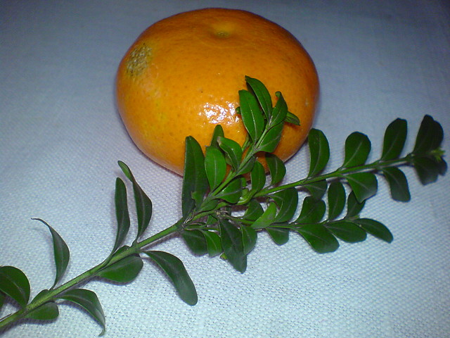 Wpis kozia08