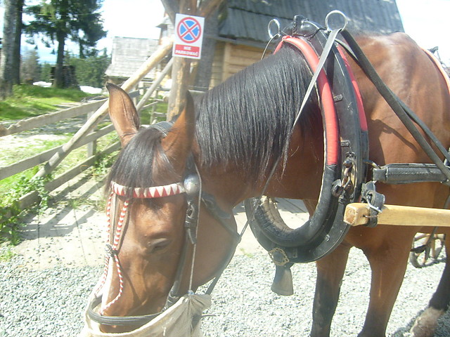 konik
