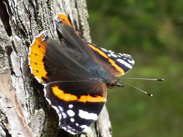 Rusaka Admira-Vanessa Atalanta