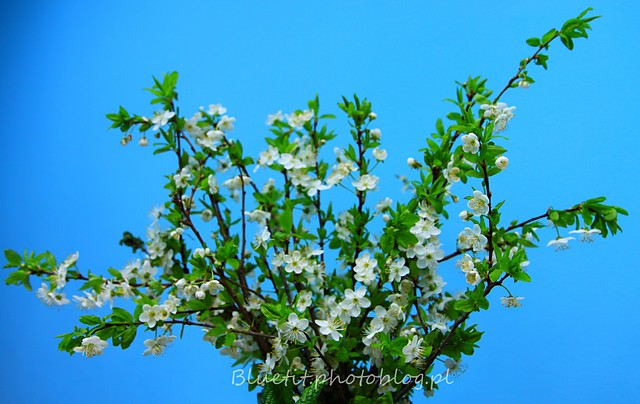 flowers_001