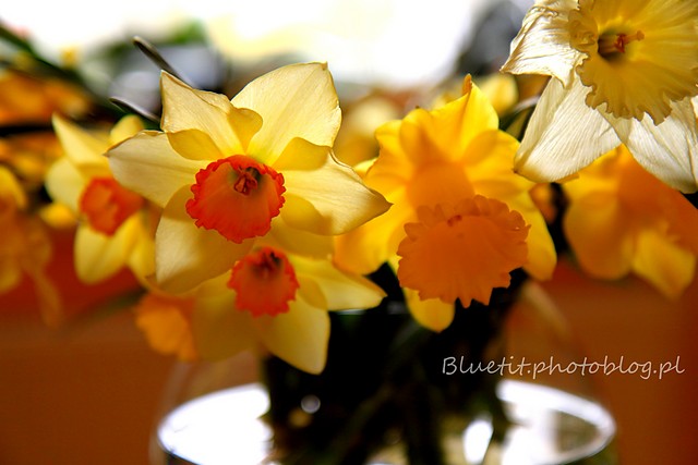 flowers_002