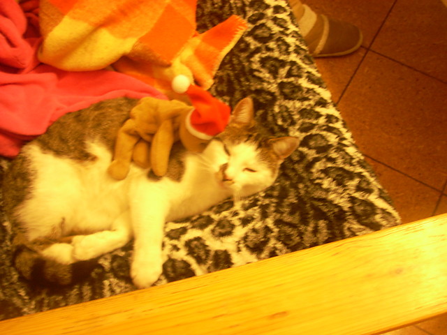 Misio