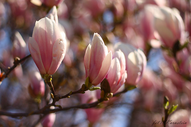 niestalowe magnolie