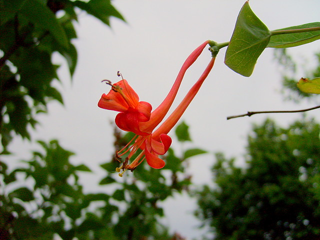 lonicera