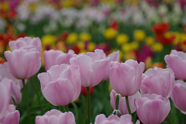 tulipany