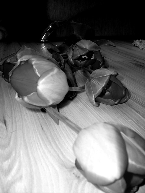 Tulipany...;)