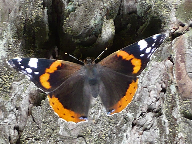 Rusaka Admira-Vanessa Atalanta