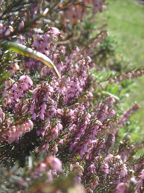 wrzosowo