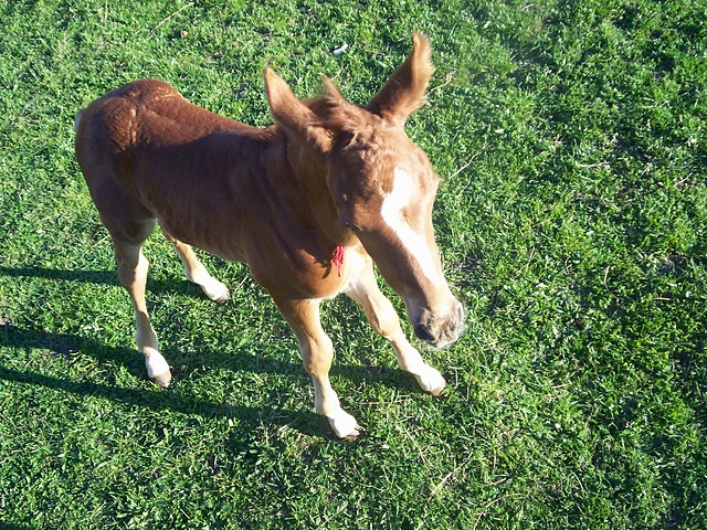 Land star -O:)