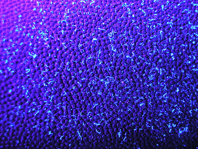 kaczki kurzu na plastiku w UV