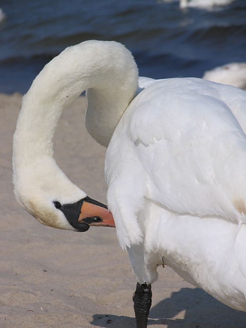 Sopot