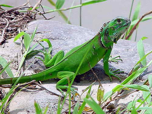 Iguana 