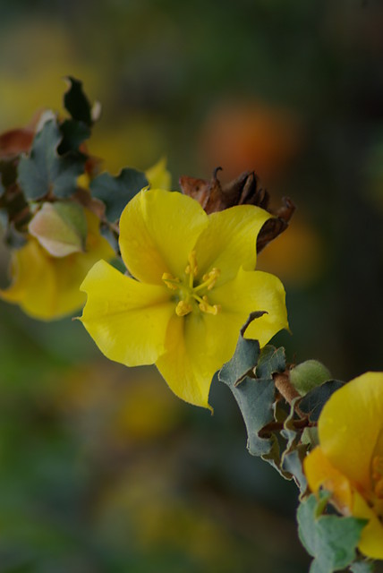 Flower