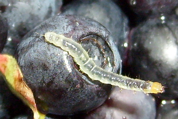 jagodowy robaczek