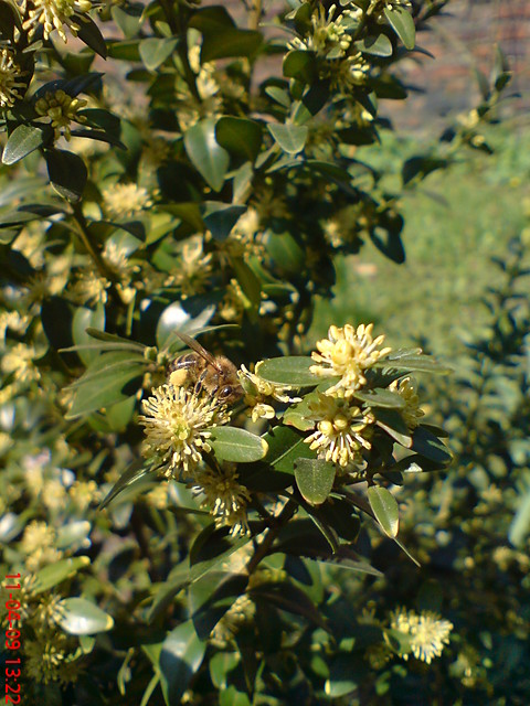 wiosna