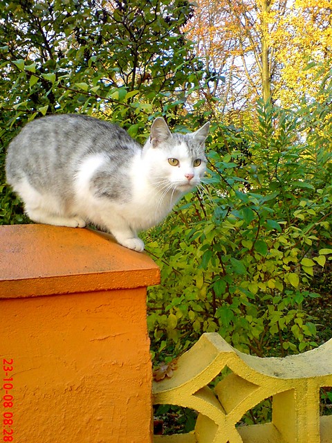 kotek