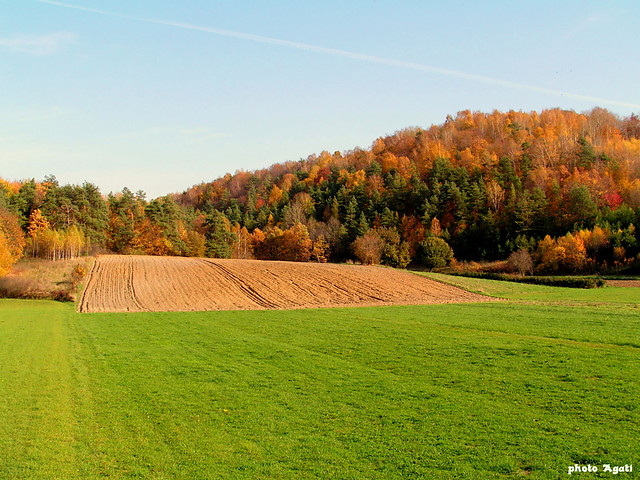 jesienny lasek