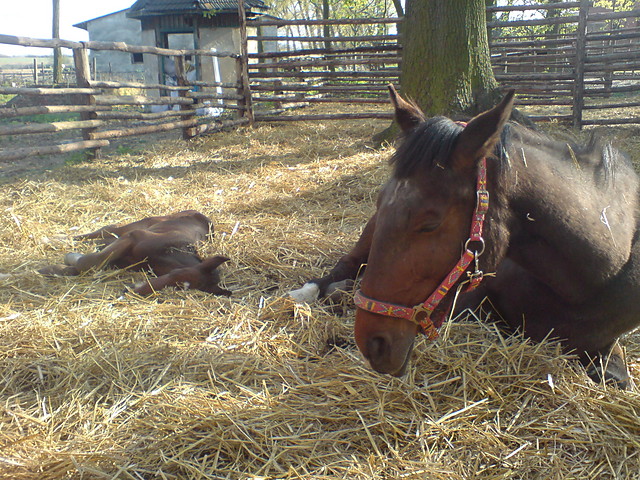 Margrabianka i gwienko :)