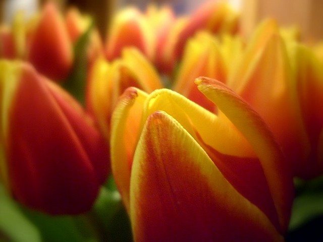 Tulipanowo.