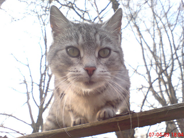 kiciu
