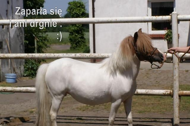 Zapierdek xD