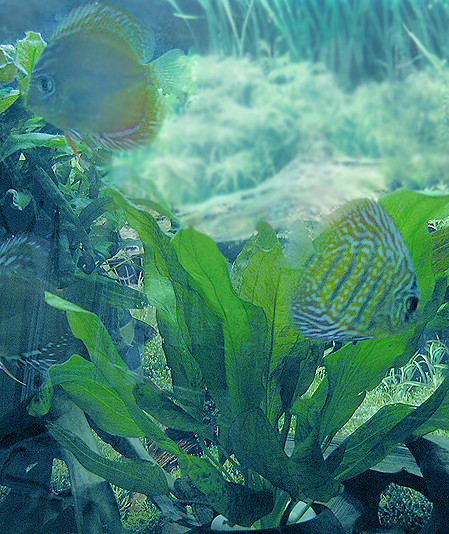 the sea and little fishes