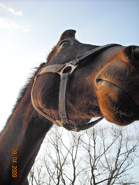 Amorrrek :*