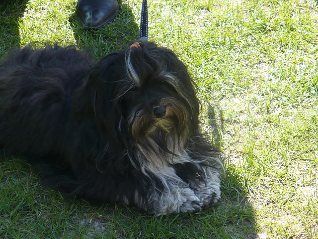 Bearded Collie