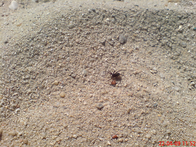 spider