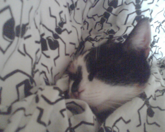 Ruda zia:*