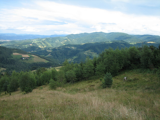 Wpis myszka61991