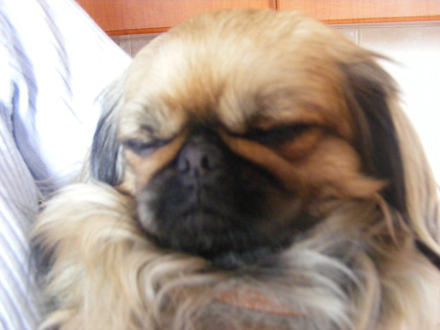 Wpis pekinczyk2011