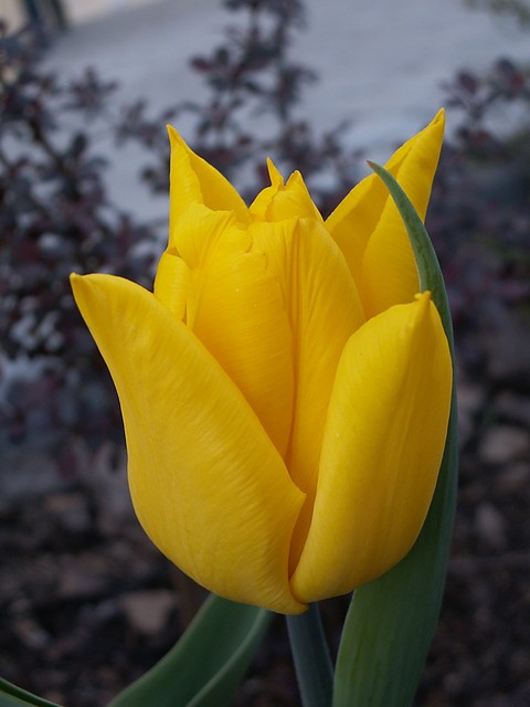 wiosenne piknoci