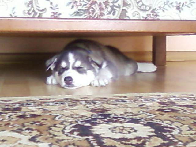 Wpis laauruss