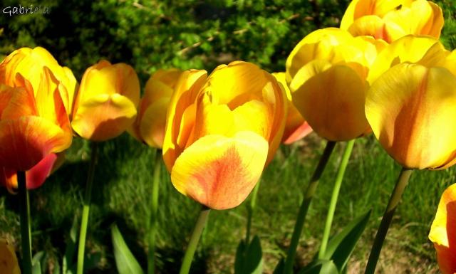 Tulipanki.