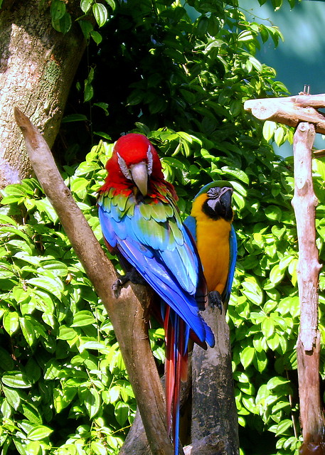 parrots ^^