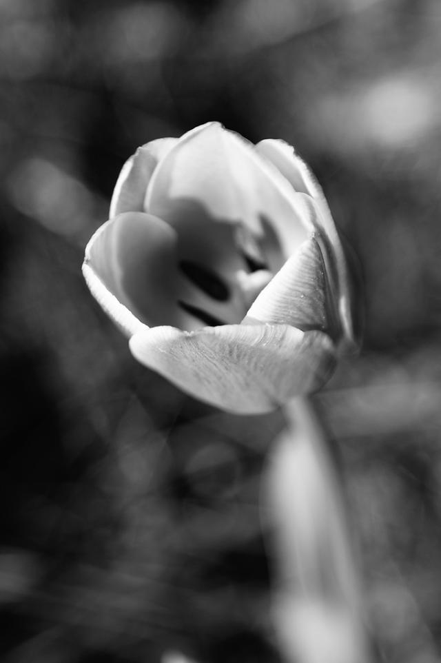 Tulipan
